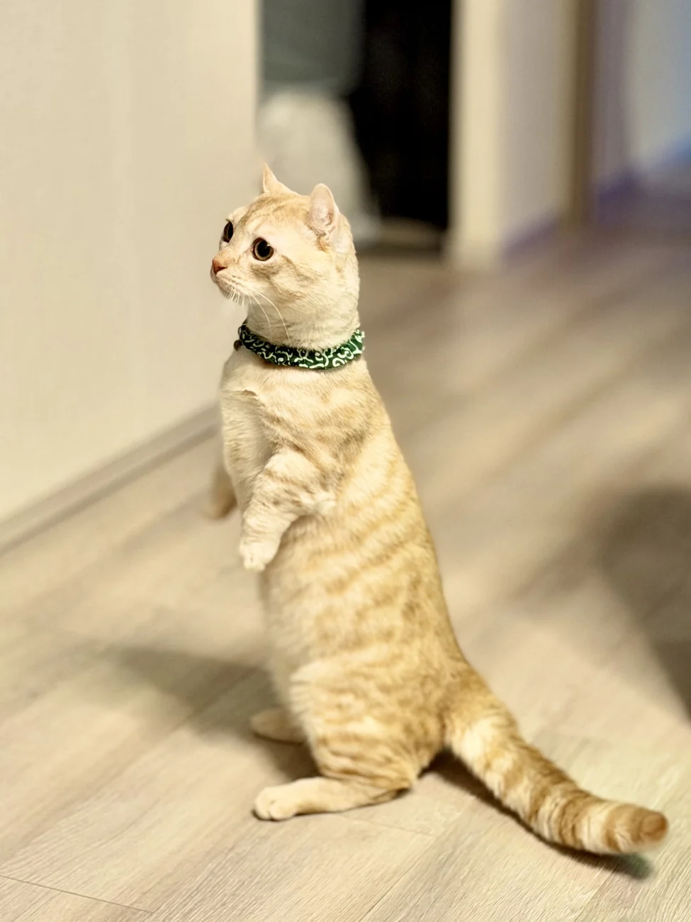 レオの写真 3