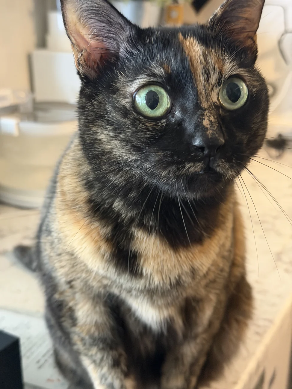 ソラの写真 1