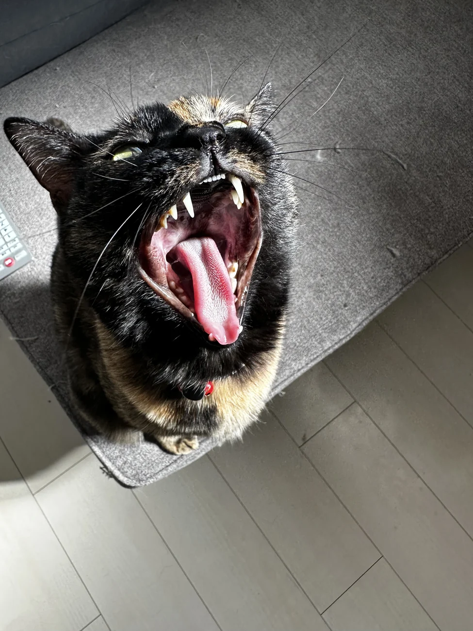 ソラの写真 4