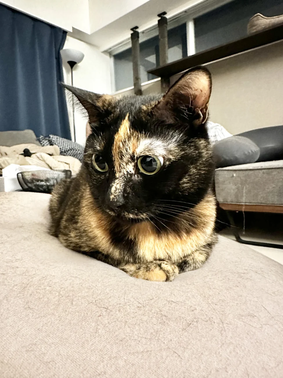 ソラの写真 5