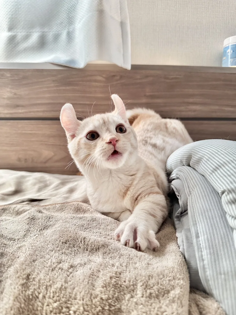 レオの写真 2