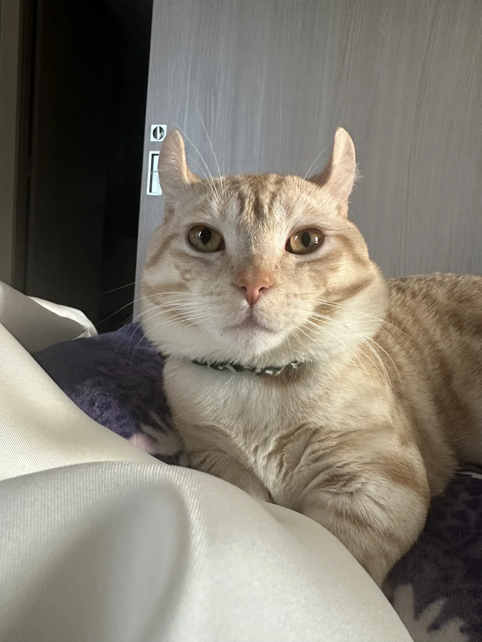 レオの写真 6