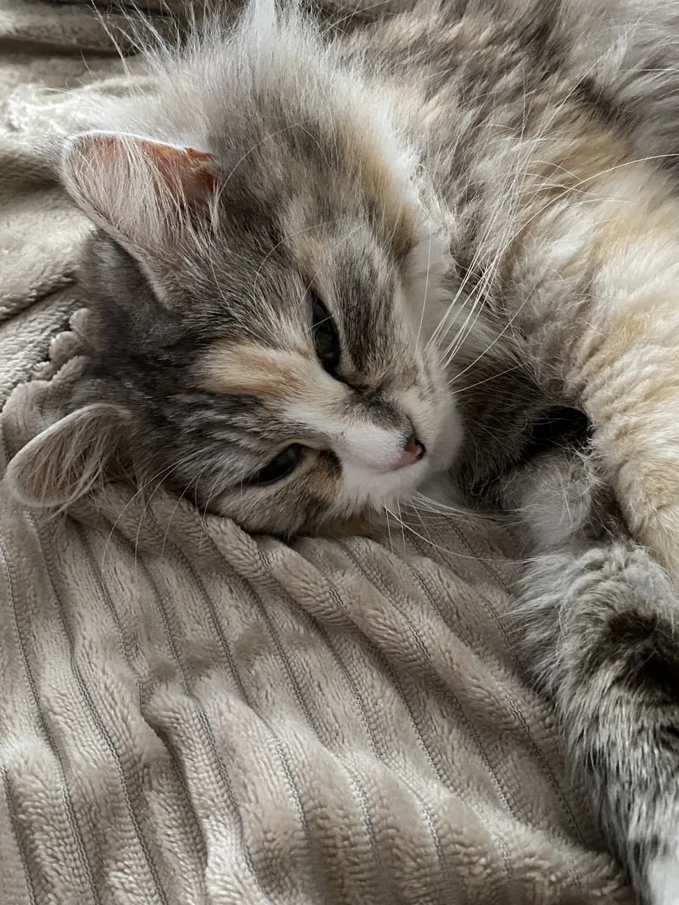 リカの写真 5