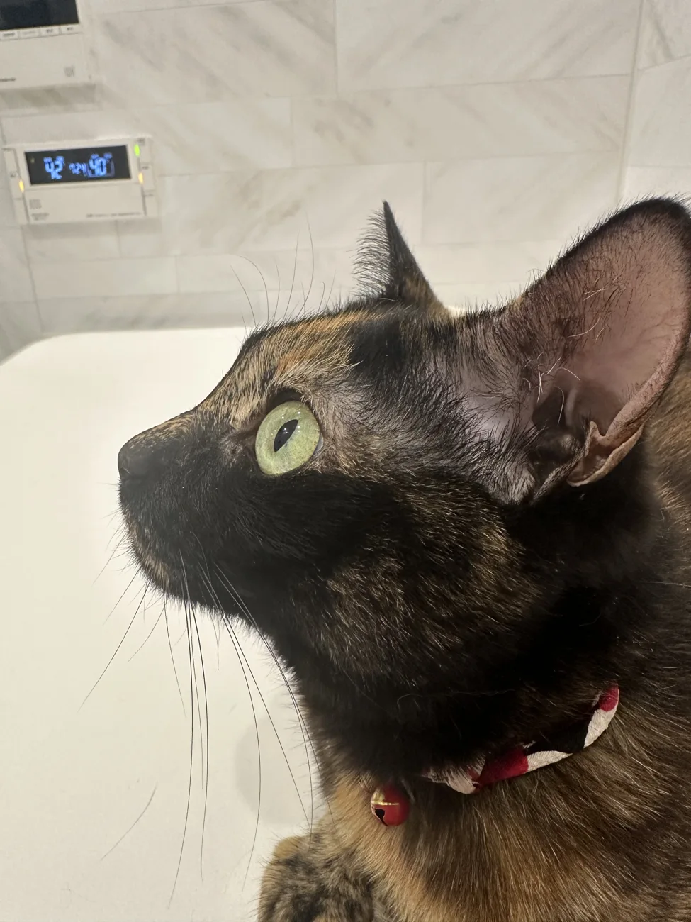 ソラの写真 4